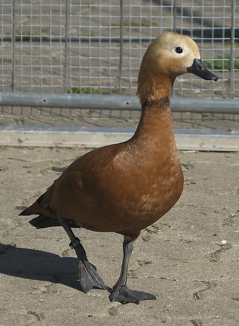 西甲